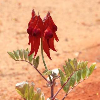Alice Springs Desert Park