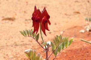 Go to Alice Springs Desert Park, Alice Springs NT 