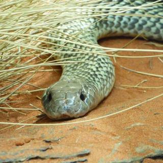 Alice Springs Reptile Centre