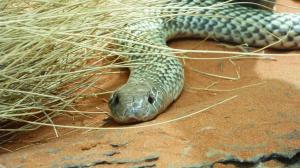 Go to Alice Springs Reptile Centre, Alice Springs NT 