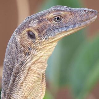 Alice Springs Reptile Centre