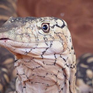 Alice Springs Reptile Centre