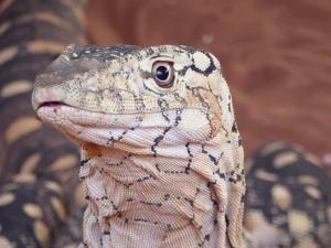 Go to Alice Springs Reptile Centre, Alice Springs NT 