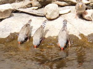 Go to Serpentine Gorge, West MacDonnell NP NT 