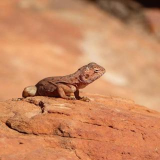Kings Canyon Rim Walk
