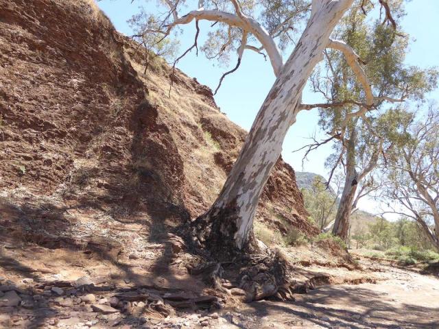 Brachina East Campground