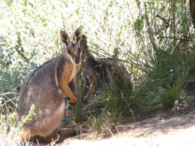 Yellowfoot Wallaby