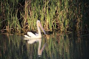 Go to Murraylands, SA 