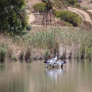 SUPing at Mannum