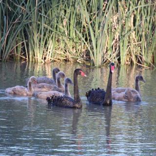 Hermann Gass Bird Sanctuary