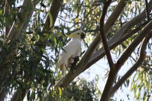 Go to Banrock Station, Kingston On Murray SA 
