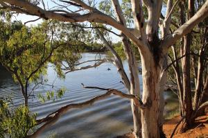 Go to Woolshed Brewery, Paringa SA 