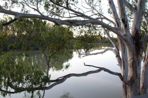 Go to Woolshed Brewery, Paringa SA 