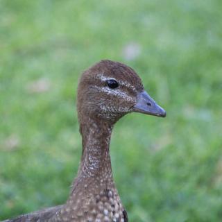 Robinvale Riverside Caravan Park