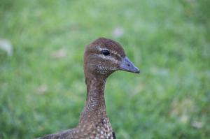 Go to Robinvale Riverside Caravan Park, Robinvale VIC