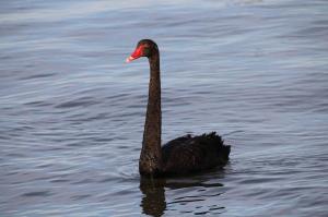 Go to Chinamans Island Walk, Yarrawonga VIC