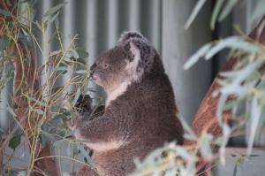 Go to Waterways Wildlife Park, Gunnedah NSW