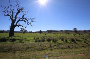 Go to Lochiel Downs, Narrabri NSW