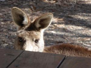 Go to Dawsons Spring Camping Area, Kaputar NSW