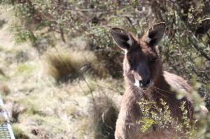 Go to Eckford Lookout, Kaputar NSW