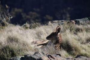 Go to Eckford Lookout, Kaputar NSW