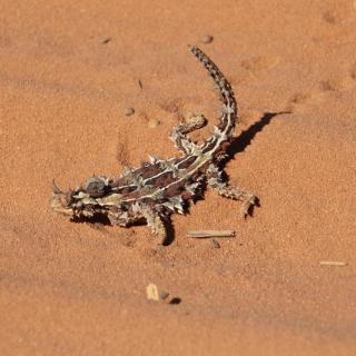 Francois Peron National Park