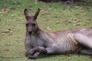 Go to NRMA Darlington Beach Holiday Park, Arrawarra NSW
