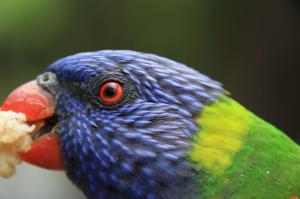 Go to NRMA Darlington Beach Holiday Park, Arrawarra NSW