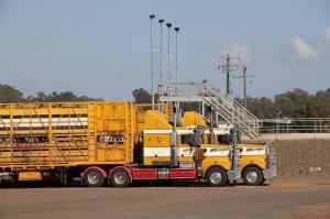 Go to Roma Saleyards, Roma QLD