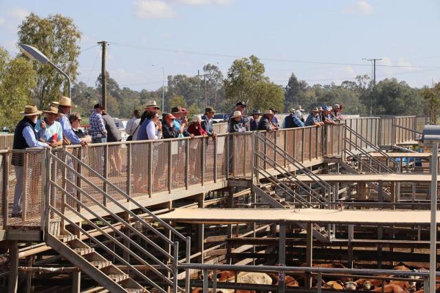 Roma Saleyards