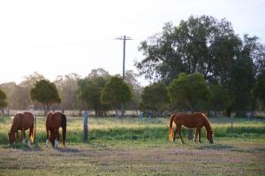 Go to Pelican Rest Tourist Park, St George QLD