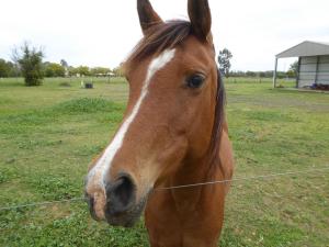 Go to Pelican Rest Tourist Park, St George QLD