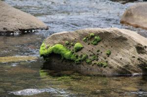 Go to Carnarvon NP, Rolleston QLD