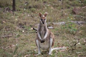 Go to Carnarvon NP, Rolleston QLD