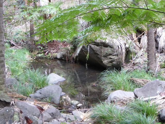 Carnarvon Gorge - Mickeys Creek