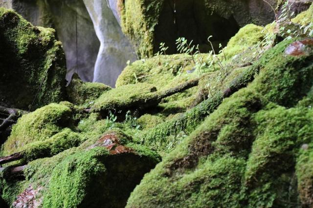 Carnarvon Gorge - Moss Gardens