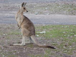 Go to Carnarvon Gorge - Takarakka Bush Resort, Rolleston QLD