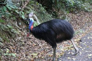 Go to Cow Bay Beach, Cape Tribulation QLD