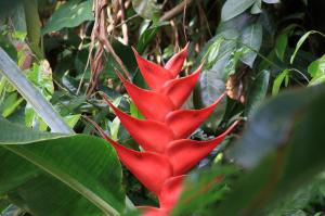 Go to Daintree Icecream Company, Daintree QLD