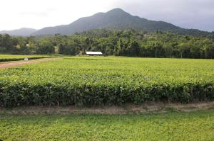 Go to Daintree Tea, Daintree QLD