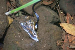 Go to Mossman Gorge, QLD