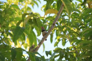 Go to Burdekin Cascades Caravan Park, Ayr QLD