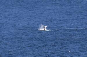 Go to Woolgoolga Headland, Woolgoolga NSW