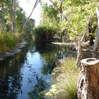 Bitter Springs Thermal Pools