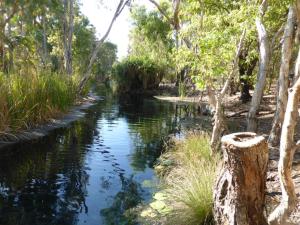 Go to Bitter Springs Thermal Pools, Mataranka NT 
