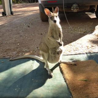 Mataranka Homestead Caravan Park