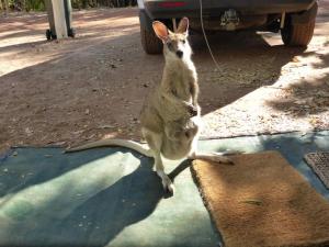 Go to Mataranka Homestead Caravan Park, Mataranka NT 
