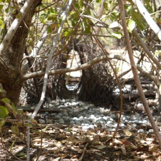 Korowan (Mataranka Falls) Walk