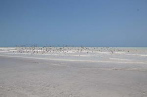 Go to Eighty Mile Beach, WA 
