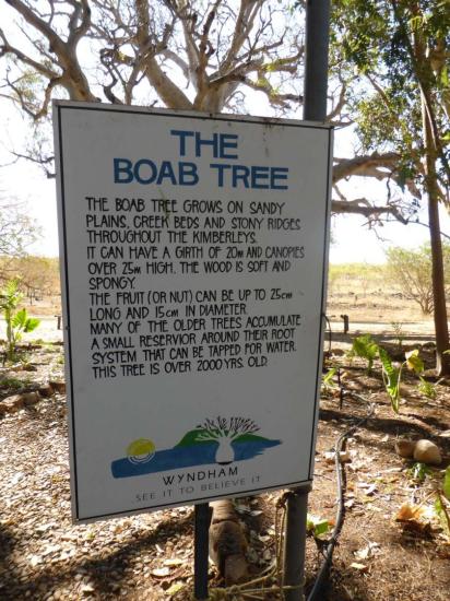 The Boab Tree